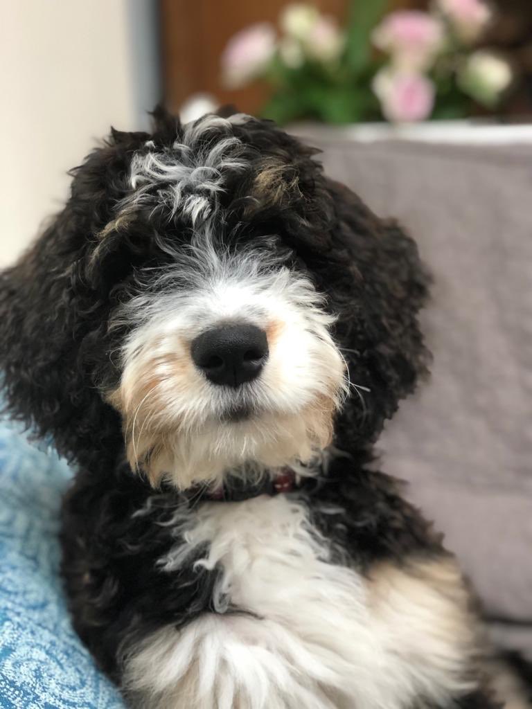 Mooie berichten! Ook hond Bindy is terecht! Nu met zijn allen duimen voor  hondje met de naam Sjoerd! Hij loopt nog moederziel alleen door duingebied #Meijendel. RT is fijn!