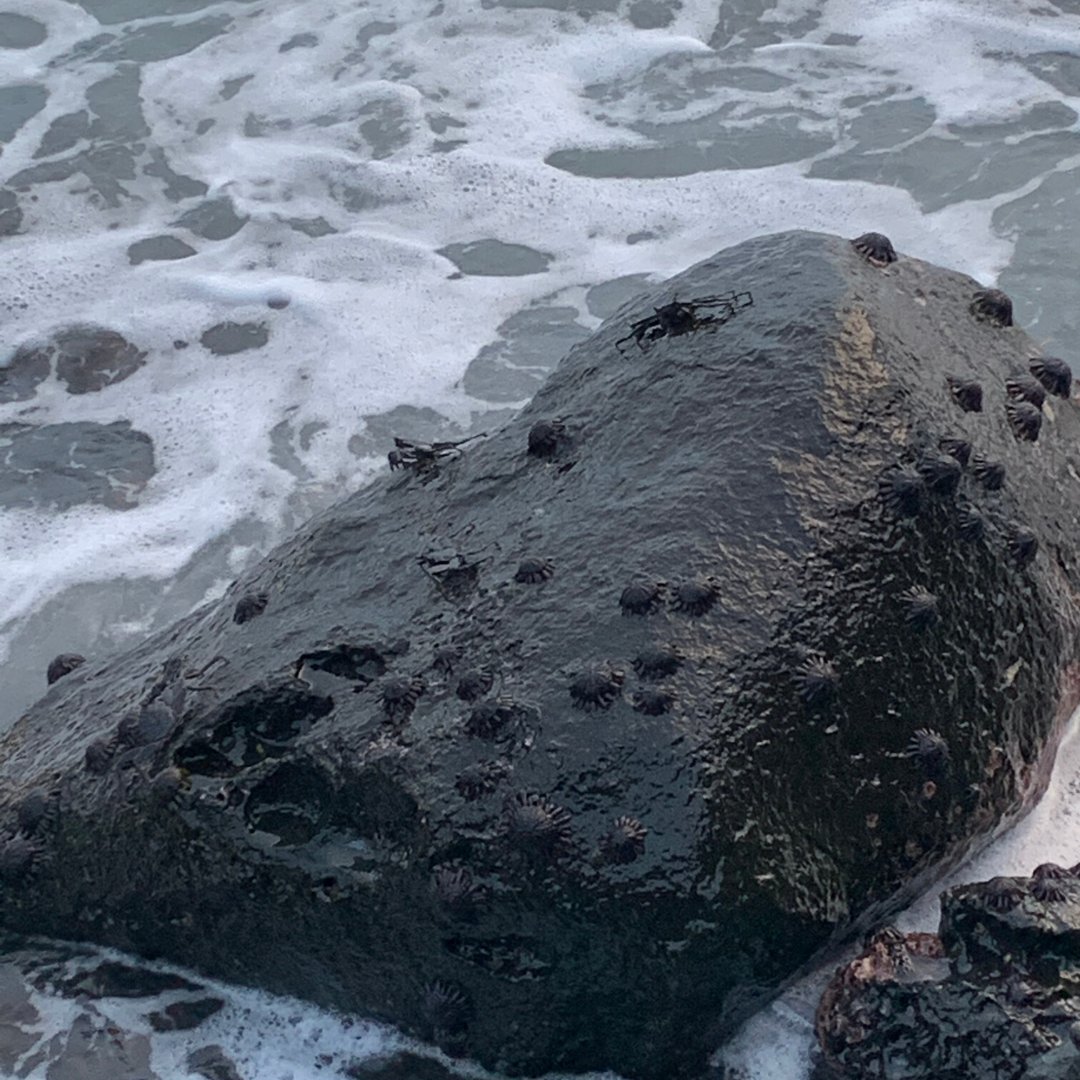 Spending New Year's Eve with some variety of black crabs. They're well camouflaged and under water with every wave. #NewYears #Hawaii #vacation #writerslife #crabby