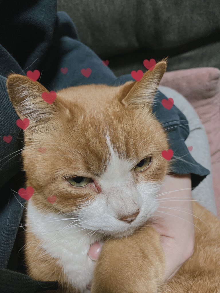 bunta_cat's tweet image. あけましておめでとうございます🌅
今年も素敵な一年になりますように♪