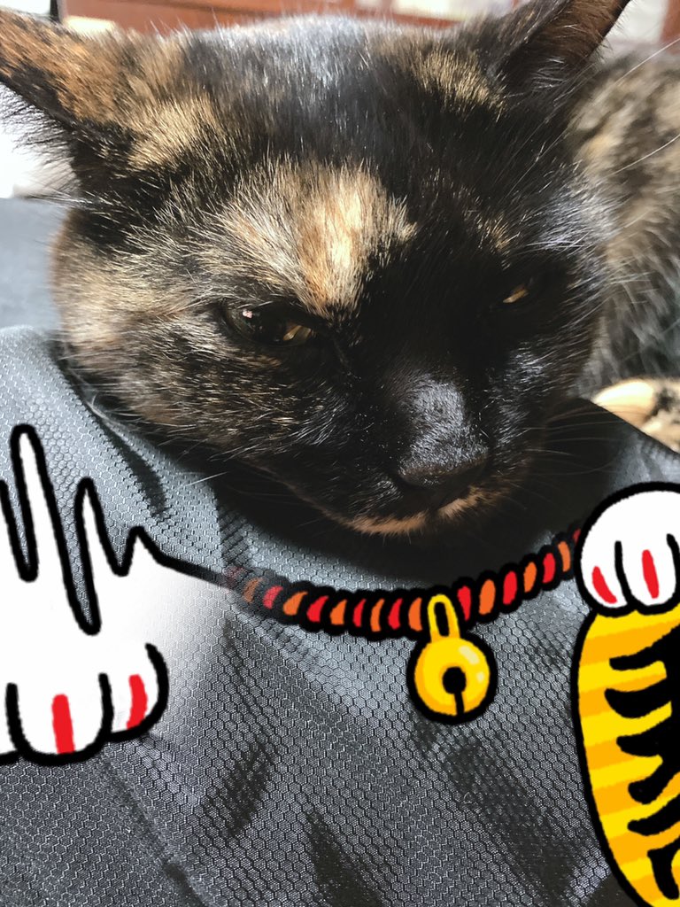 bunta_cat's tweet image. あけましておめでとうございます🌅
今年も素敵な一年になりますように♪