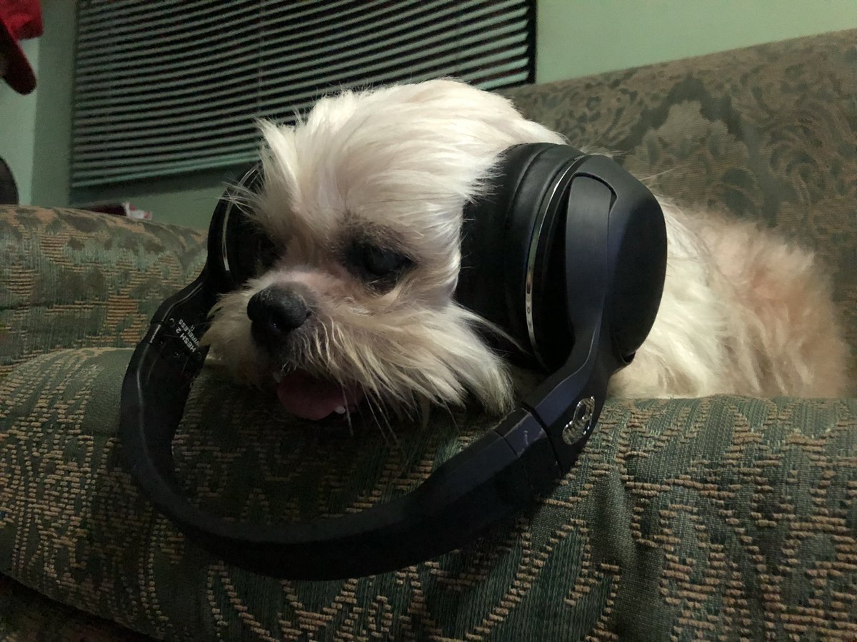 jen_munji's tweet photo. The new years fireworks can be traumatic to our fluffy friends.. So we tested out the noise cancelling headphone of @skullcandy .. 😅 now she’s just chillin’ on the couch like a boss.. 🤣 https://t.co/Q7u4F1IQ4X