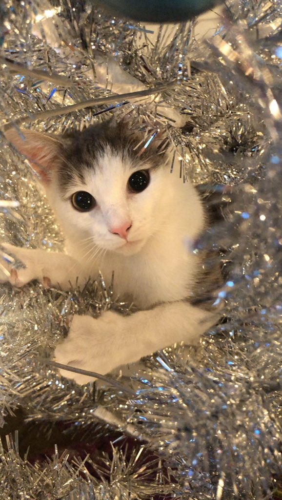 grace_calhoun_'s tweet photo. @SpaceCatPics https://t.co/jOagyva22r