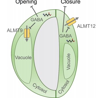 sci_plant's tweet photo. GABA signalling in guard cells acts as a ‘stress memory’ to optimise plant water loss
https://t.co/o6uTLgJlDf
#sciplant #scicomm #GABA ♻️ https://t.co/YuWMh6X0sh