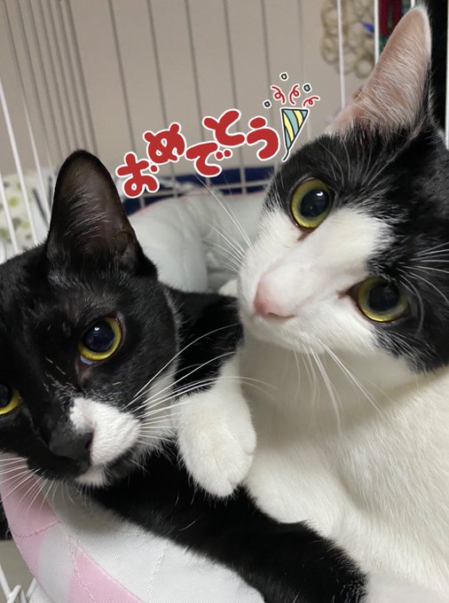 Twitterのコスプレ画像7