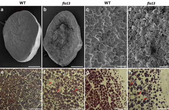sci_plant's tweet photo. OsNDUFA9 encoding a mitochondrial complex I subunit is essential for embryo development and starch synthesis in rice
https://t.co/YiVPVjaq63
#sciplant #scicomm #Mitochondrial @PlantCellRep ♻️ https://t.co/nJxZrAVAtA