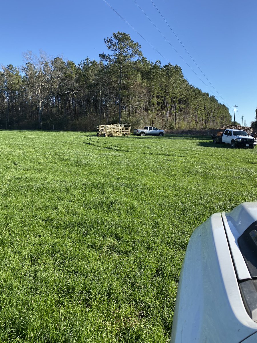 therealbigpine's tweet image. Grass is good here