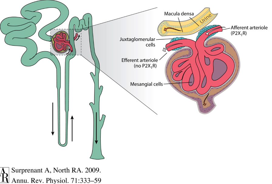 7/To review:Macula densa cells sense Na/Cl levels in the distal convoluted tubule (DCT) In response to increased Na/Cl levels in the DCT the macula densa decreases renal blood flow and GFR by inducing renal afferent arteriole vasoconstriction https://bit.ly/2Qdwzf7 