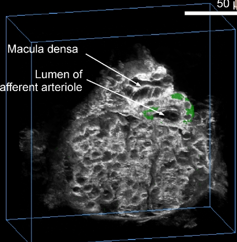 8/Look how close the macula densa and renal afferent arteriole are to each other  https://www.ncbi.nlm.nih.gov/pmc/articles/PMC2776136/