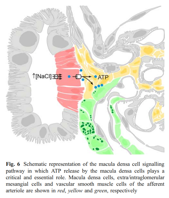 10/Along with swelling the macula densa cells release ATP, signalling nearby afferent arterioles to constrict,renal blood flow and GFR.This process is called tubuloglomerular feedback, allowing the kidney to regulate its own perfusion https://bit.ly/2ZGbzRs 