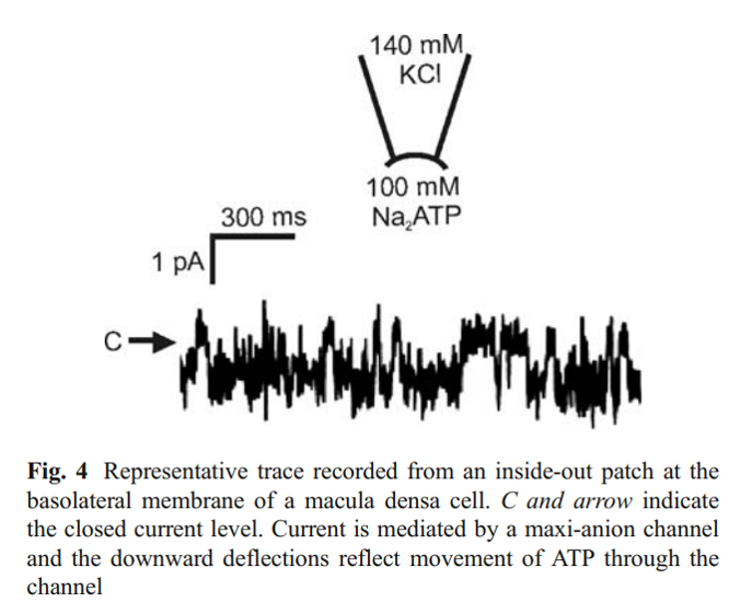 11/ATP release from the macula densa cells is actually stimulated directly by Cl  https://www.ncbi.nlm.nih.gov/pmc/articles/PMC2776136/