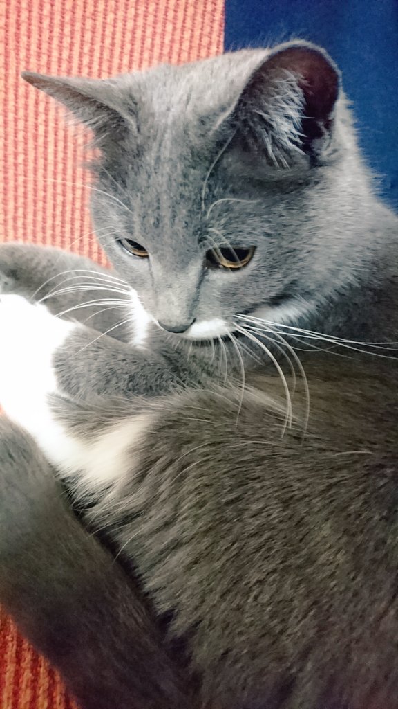 白グレー - Twitter Search / Twitter