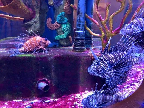 _ThoughtfulBlog's tweet image. Looking for a great #family outing this week in #Cleveland? Check out the amazing sea #animals at the Greater Cleveland Aquarium. My #kids and I had so much fun! @cleaquarium 
buff.ly/35eG9Te
#Ohio #aquarium #midwest #museums