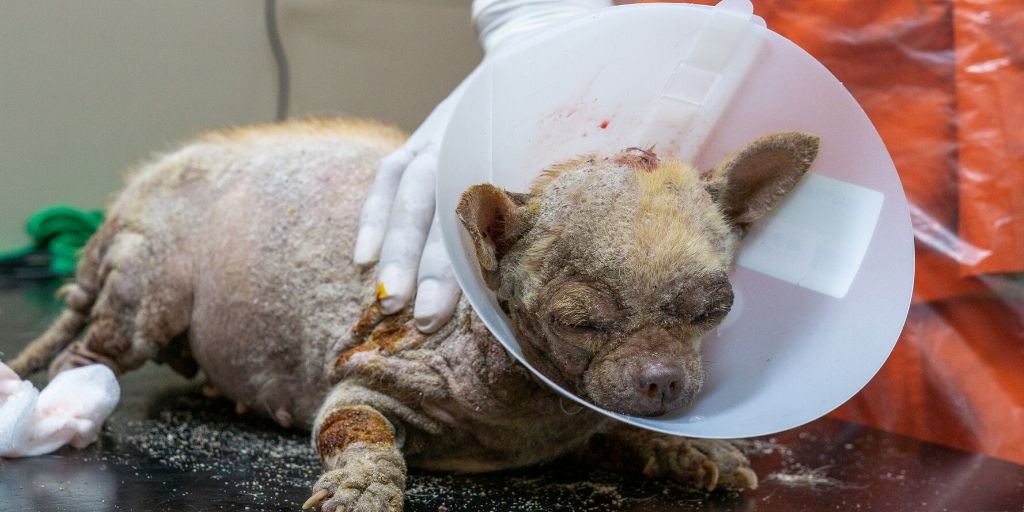 SoiDogPhuket's tweet photo. This cute #aliendog came to #SoiDogFoundation 7 weeks ago, suffering from organ swelling, anaemia, and a skin disease.
She’s now getting the urgent medical care. We’d like to ask 🙏 in supporting Cedia and animals like her at https://t.co/m3mVrNk8sX
#beforeandafter #givinghelps https://t.co/gjTCJcjq4r