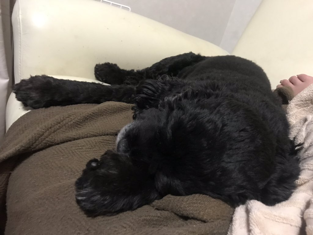 dome_chiki's tweet photo. あけましておめでとうございます
と、起きてみたけど、すぐに眠気に負けてます https://t.co/A1rQxFbLMB