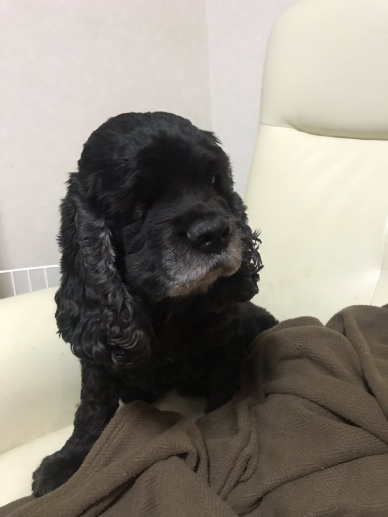 dome_chiki's tweet photo. あけましておめでとうございます
と、起きてみたけど、すぐに眠気に負けてます https://t.co/A1rQxFbLMB