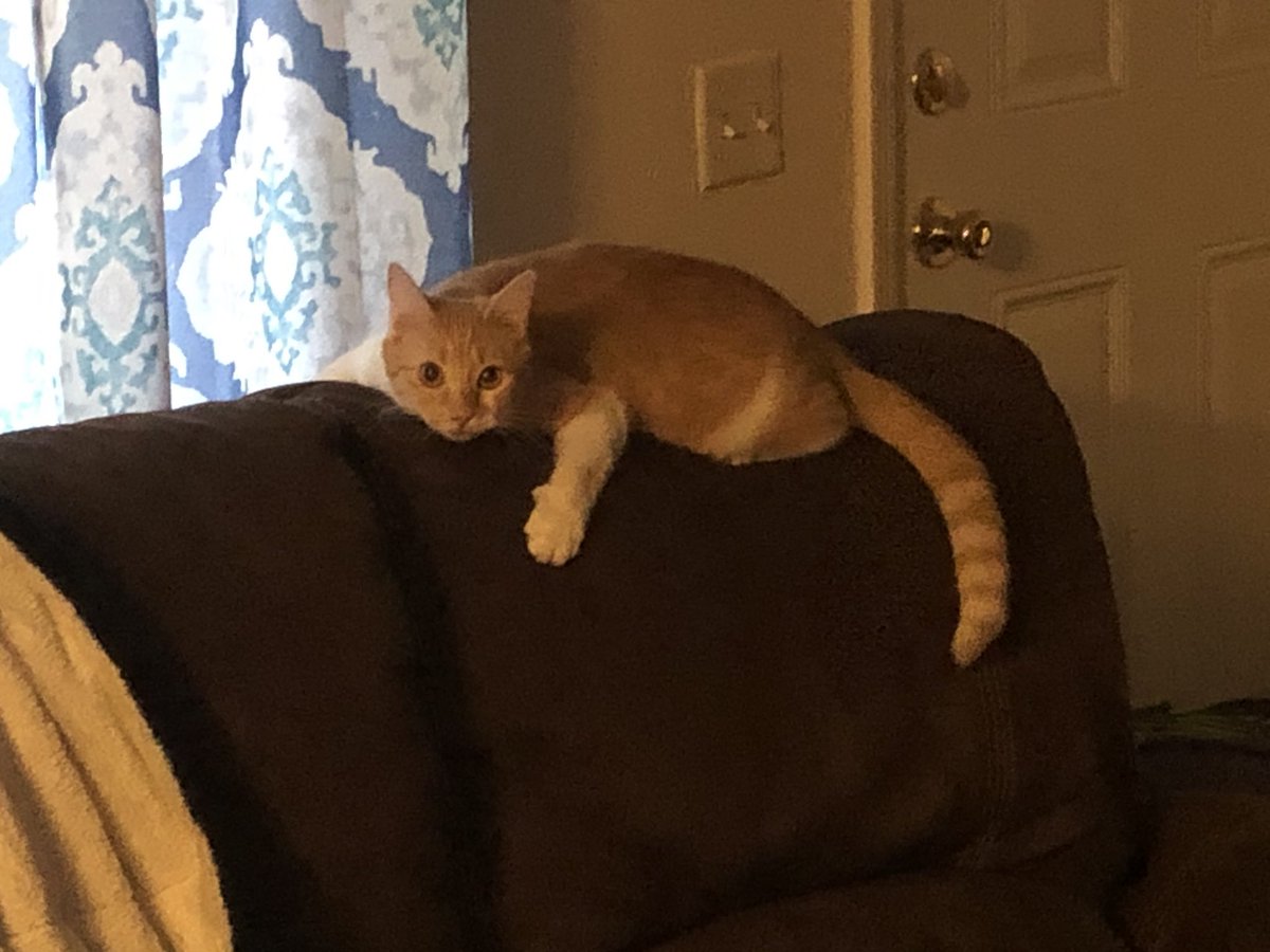 JessicaTaelor96's tweet photo. Hi Twitter! I know cats are well cats and there really isn’t anything to do to “train” them, but Potato has been a bad kitty recently and I need some tips/tricks to help her stop destroying things 🙀 anything would help! @SoxandD ? @FartyCheddarCat ? https://t.co/R6UGoYYkmM