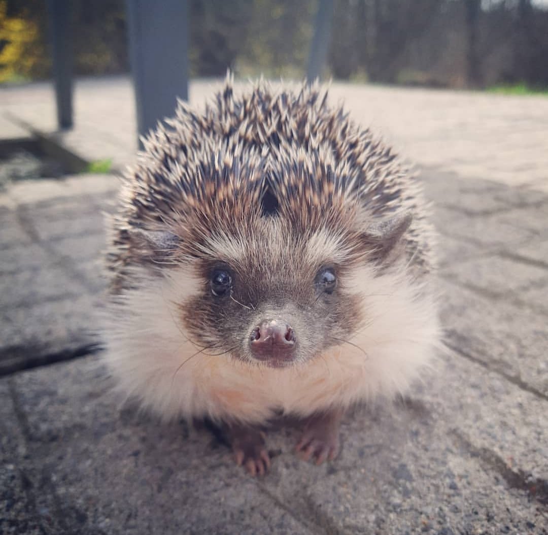 jillian403's tweet photo. @sarasomewhere ❤🦔 https://t.co/sNkeX2qXvj