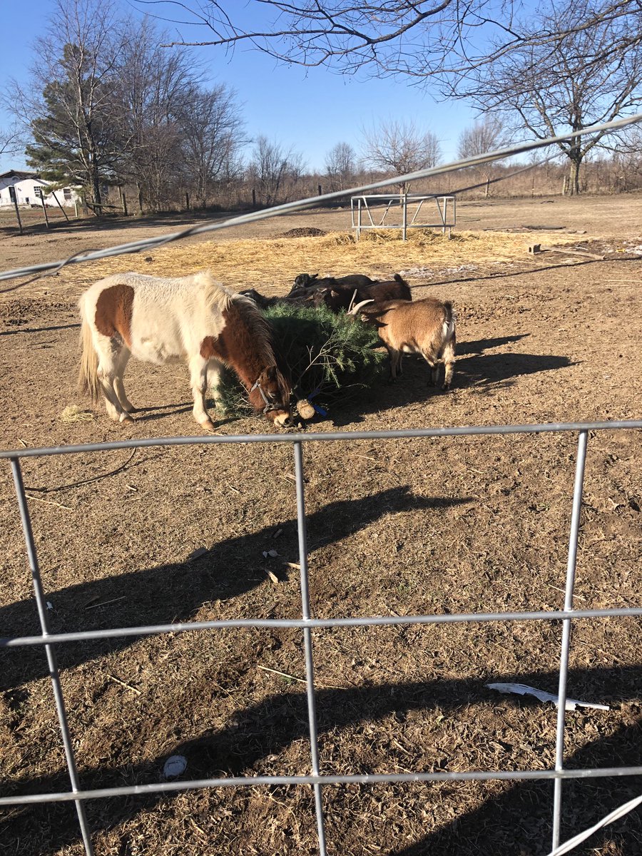 LenOConnor's tweet photo. #goatlife https://t.co/hWg33o01Xz