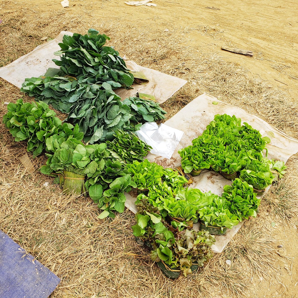 TalkButts's tweet photo. Happy New Year from Vietnam! 

This year, I am committed to continue to educate the public about environmental issues, especially that of marine litter and waste management, while reducing my own carbon, plastic, and garbage footprints. :) 

What's your new year resolution? https://t.co/xcplo6XigM