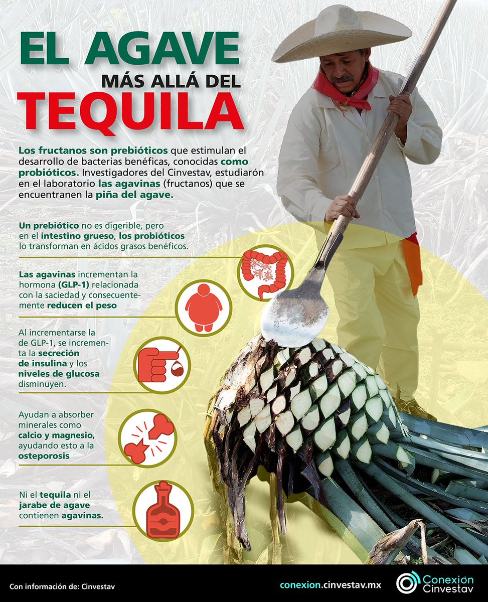 ConexionCinves's tweet photo. #Infografia | El #agave más allá del #tquila. https://t.co/iw33ONKXVW