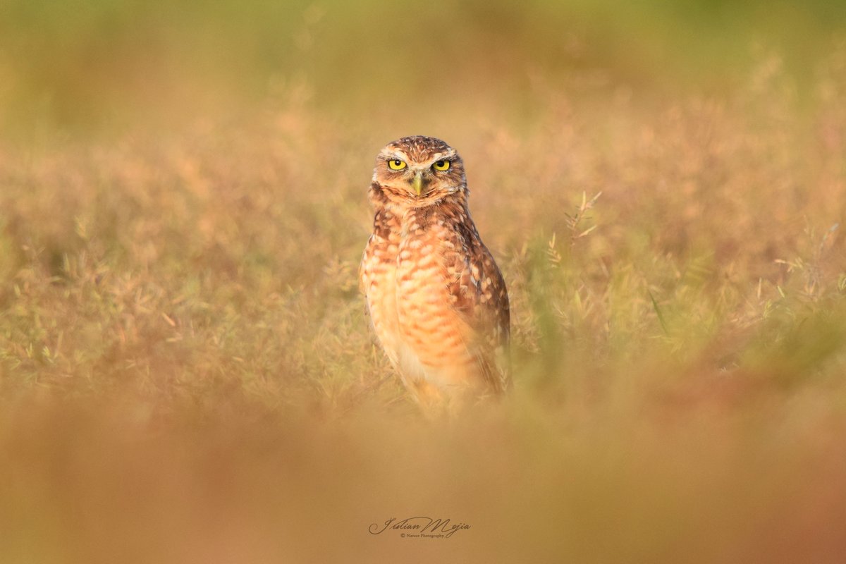 Julimejianature's tweet photo. Este es el siempre curioso Búho de Madriguera - Athene cunicularia #Hatobarley #nature #naturephotography #casanare #avistamientodeaves #tauramena y les desea un feliz año 2020. https://t.co/qRdfaY9p6k