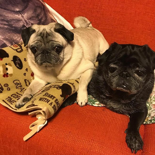 noirlunapug's tweet photo. 毎年の事ですが、気が付いたら年が明けています。。。
本年も宜しくお願い致します。🙇‍♂️
・
#パグ　#ノワルナ　#pug #blackpug #fawnpug #黒パグ　#フォーンパグ https://t.co/cHuGmKknKy https://t.co/KqIYq5XsjR