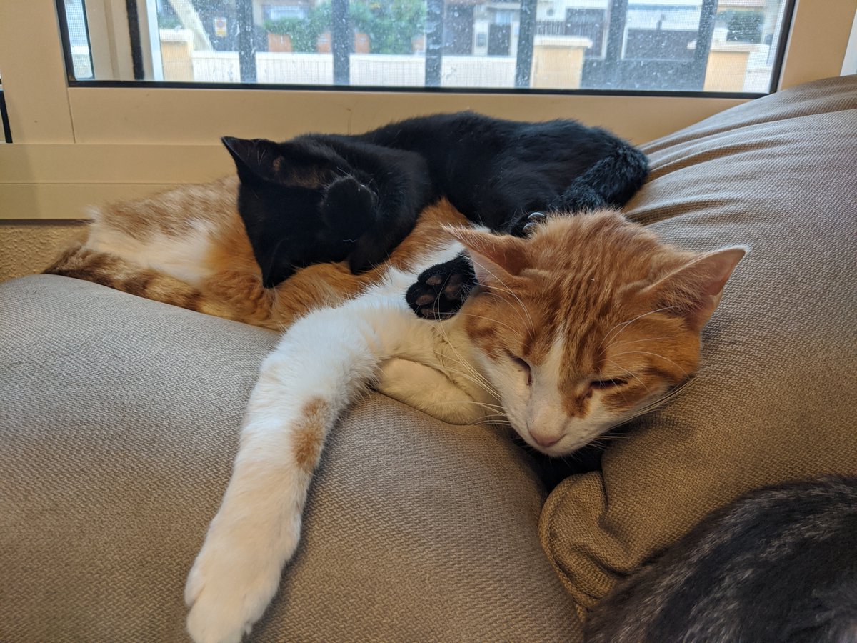 me_charmander's tweet photo. ME CHARMANDER AM NO MIND IF SMOL FREN GIRATINA DOES A SLEEP ON ME CHARMANDER BACK

AM VER GENEROUS CATTO https://t.co/347p4goPCr