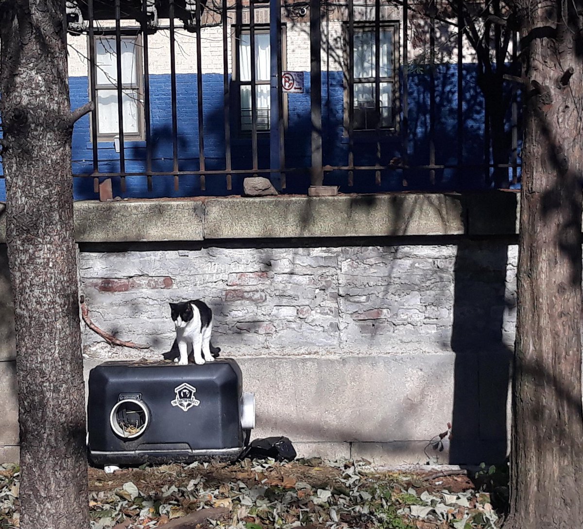projecttabitha's tweet photo. More #photos from #colonycaretakers of our #catshelters in action. #CatsOfTwitter #house #cat #cats  #CatsOnTwitter #catsofinstagram #straycats #communitycats #instacats #CuriousCat https://t.co/RJhpHqergH
