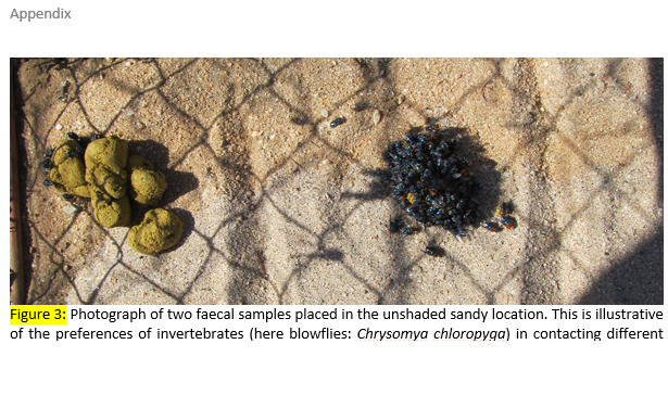 Cassie_Raby's tweet image. Me: Working on thesis corrections

Joe: Looks over
...
...
...
... "Your research is rank"

@JoeMallalieu #PooScience #poopselfie #PoopScience