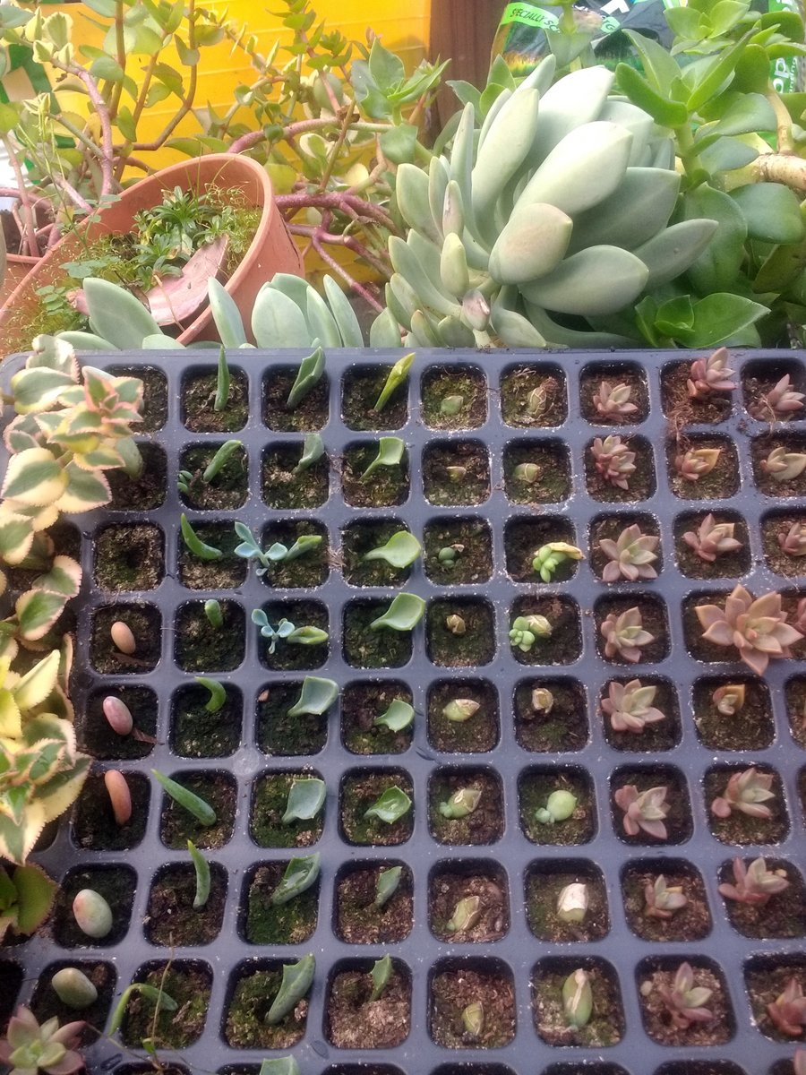 In this weeks special New Year edition of the #inishowenindependent I take a look at composting the accumulated rubbish, saving succulents and how best to neglect the garden until spring. inishindiegardenmatters.blogspot.com/2019/12/into-n…