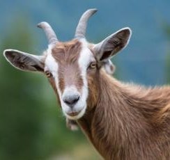 The Football Hub tweet media