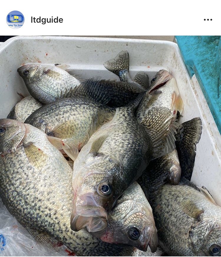 Check out this awesome catch from Living the Dream Guide Service!!
Start 2020 off with a guided fishing trip! Toledo Bend Lake has abundant crappie and bass!! 
Visit our website to book your trip! toledobendlakecountry.com