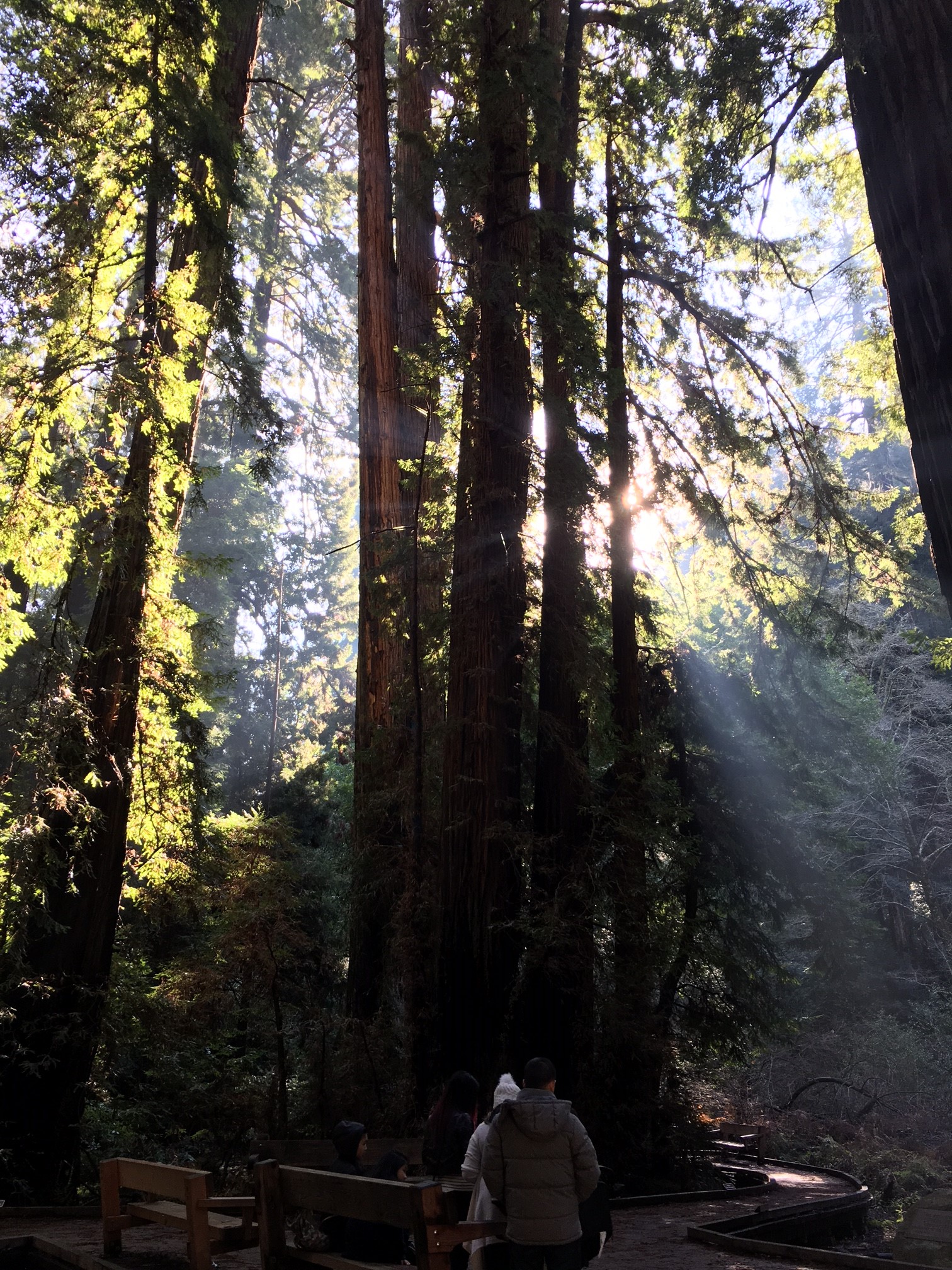 Muir Woods NPS on Twitter "Snow almost never happens at MuirWoods, but December is typically