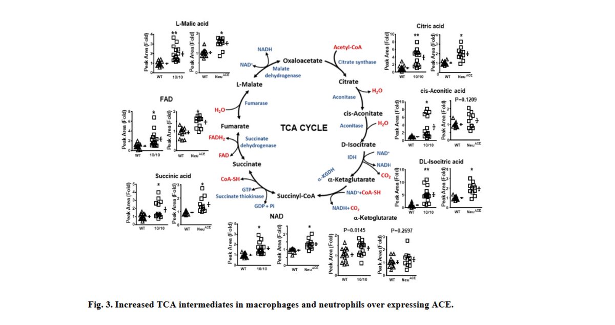 AutonomicAus's tweet photo. ACE over expression in myeloid cells increases oxidative metabolism and cellular ATP, @CedarsSinai, @DGSOMUCLA & @HopkinsMedicine, @jbiolchem (@ASBMB)
https://t.co/movYDJrD6u
#AngiotensinConvertingEnzyme #myeloid #cells #oxidativemetabolism #adenosinetriphosphate #biochemistry https://t.co/rP8NHm0ajk