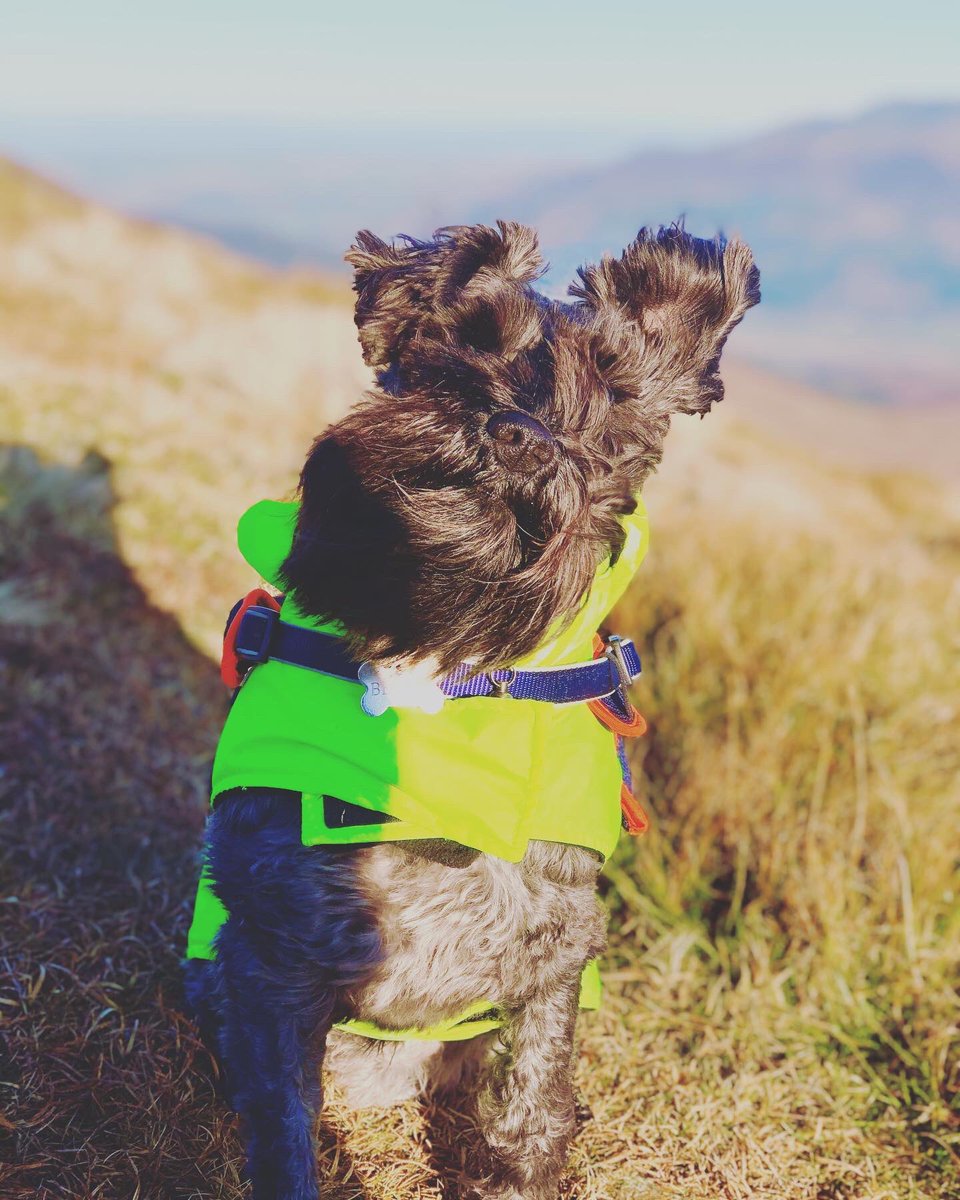 beardandbounce's tweet photo. Happy New Year from this hairy beast! #happynewyear2020 #HappyNewYear #schnauzer https://t.co/5YDhIFKWmY