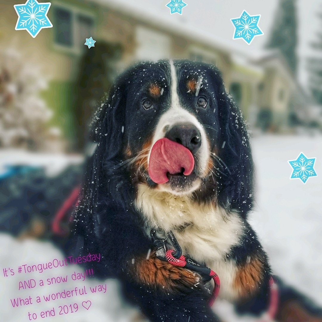Bernese_Chloe's tweet image. Happy last #TongueOutTuesday of 2019 everybody!! Its so fitting it's also a snow day ♡ 
#happynewyear2020 #NewYearsEve #TuesdayMotivation