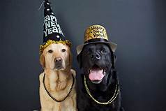 FidoH2o's tweet photo. Happy New Year to all! May all your dreams come true and more in 2020!!!!! https://t.co/cKnmu7mPbl
