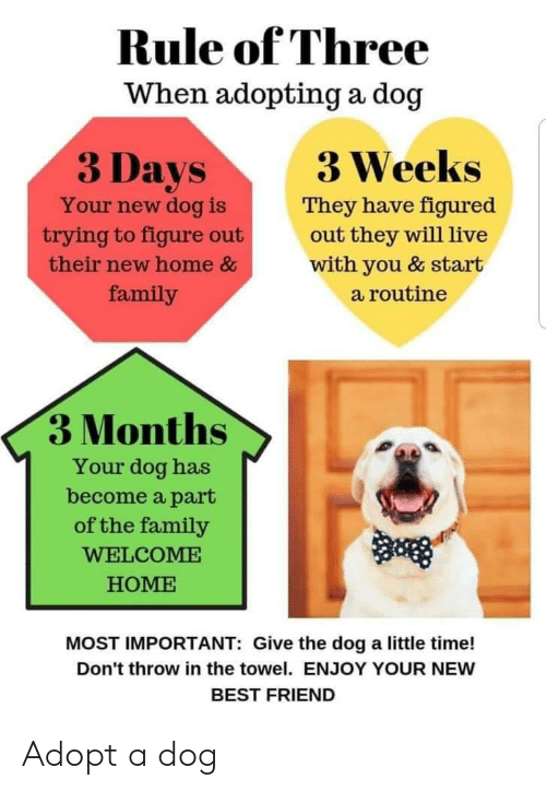 three months in dog years