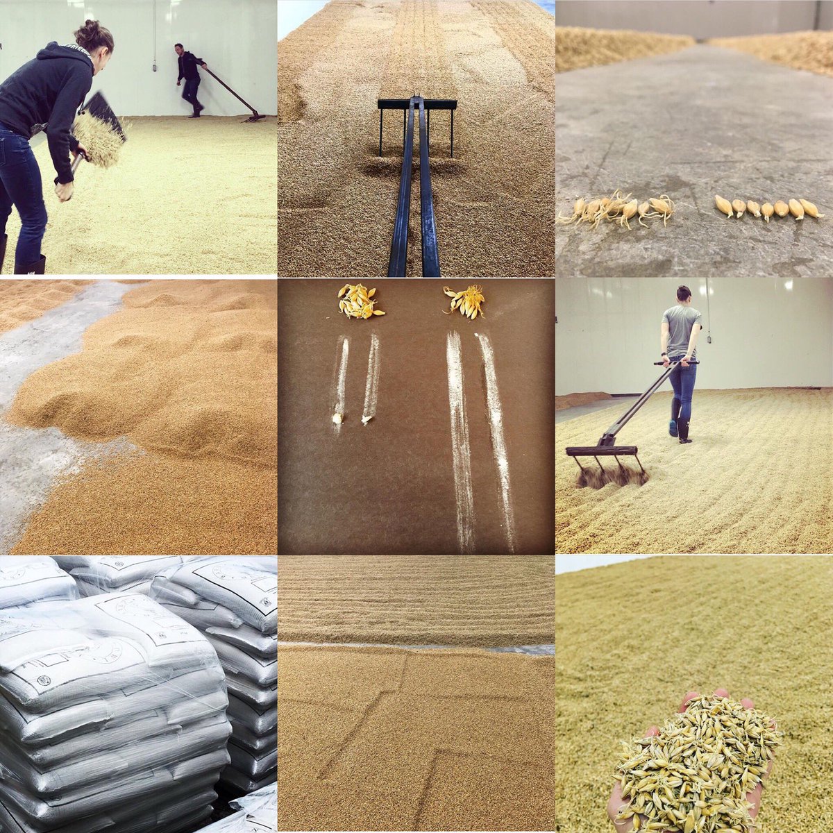 There it is, Barn Owl Malt’s top 9 of 2019.

We are proud to report that in 2019 we distributed our malt to a whopping total of 41 breweries &amp; distilleries, and many homebrewers. That is a lot of Ontario barley, malted in Ontario, brewed in Ontario &amp; consumed in Ontario!