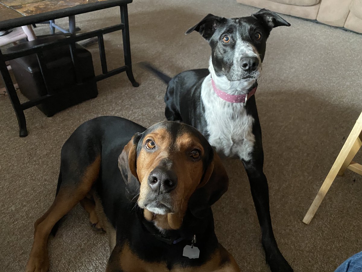 ShiveHattery's tweet photo. Jake & Lewis are excited for New Year's Eve! #PetsofShiveHattery https://t.co/9WifehMqsX