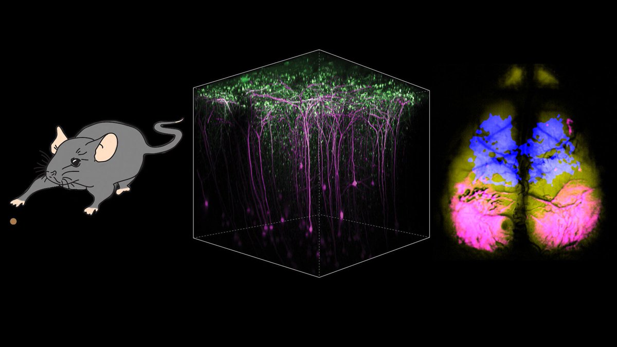 For #myfirstTweet, I'm excited to share my PhD work with @rhuganir on in vivo imaging of AMPA receptor plasticity. We found that motor learning increases AMPAR levels in both motor and visual cortices. Read more @NeuroCellPress: doi.org/10.1016/j.neur…