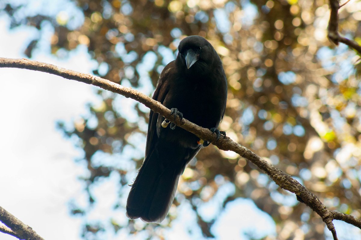 Dr Alison Greggor (@alisongreggor) on Twitter photo What a way to end 2019! First 'alalā paper is now out: 'alalā are highly fearful of novelty, like other corvids, but juveniles are much more so than adults, unlike most birds/mammals. What this means in the fight to save the species: sciencedirect.com/science/articl… Photo <a href="/sdzglobal/">San Diego Zoo</a> What a way to end 2019! First 'alalā paper is now out: 'alalā are highly fearful of novelty, like other corvids, but juveniles are much more so than adults, unlike most birds/mammals. What this means in the fight to save the species: sciencedirect.com/science/articl… Photo <a href="/sdzglobal/">San Diego Zoo</a>