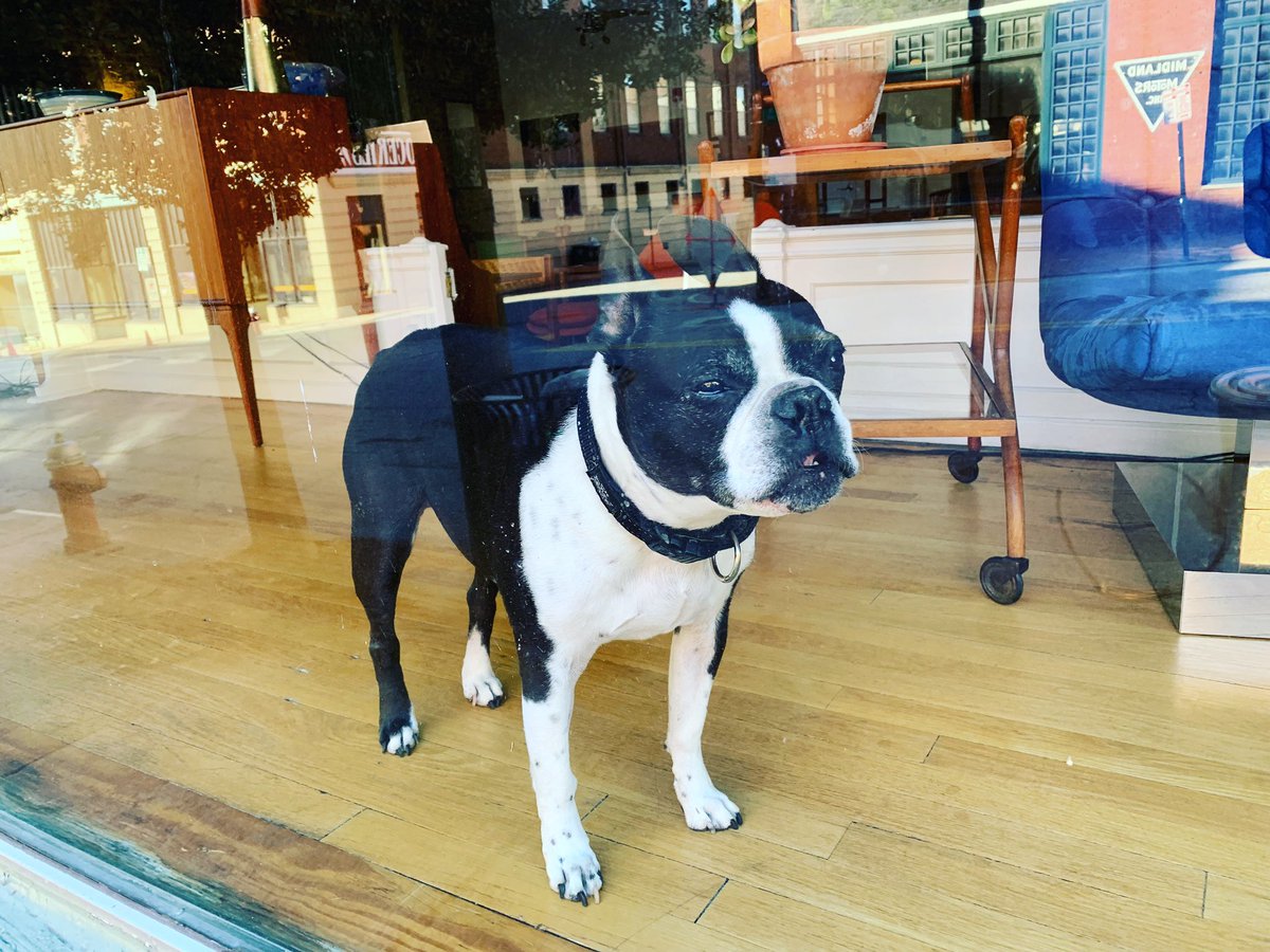 Yup, an actual doggie in the window! #downtownlynchburg #lynchburgva #dogs