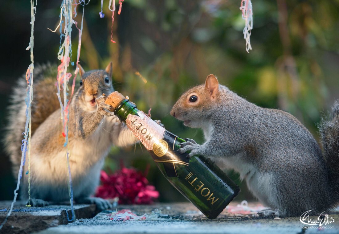 maxellis's tweet photo. Happy new year from the #squirrelsoflondon #squirrelisimo #happynewyear2020 #moetchampagne @MoetUSA @Visit_Richmond1 @visitlondon https://t.co/wavmSndFPv