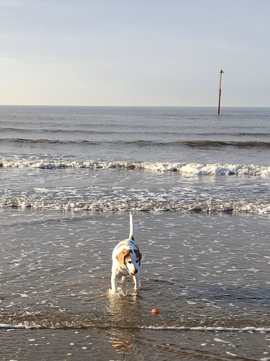 A nice end to another year in paradise. Thanks mum and dad for taking me here again this year, even though we had to miss most of the summer due to my dodgy knee.  #beach #beagle #wirral #lovinglife