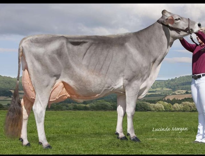 katiesummerfie2's tweet image. July 2019, Focussing on the positives,  was the best, Tote took one cow to the @royalwelshshow , Huge effort from friends like @1986rossco 😊 , @FGHannahNoble  😊 and family 🙄😄, she won Reserve dairy interbreed . #memorydays