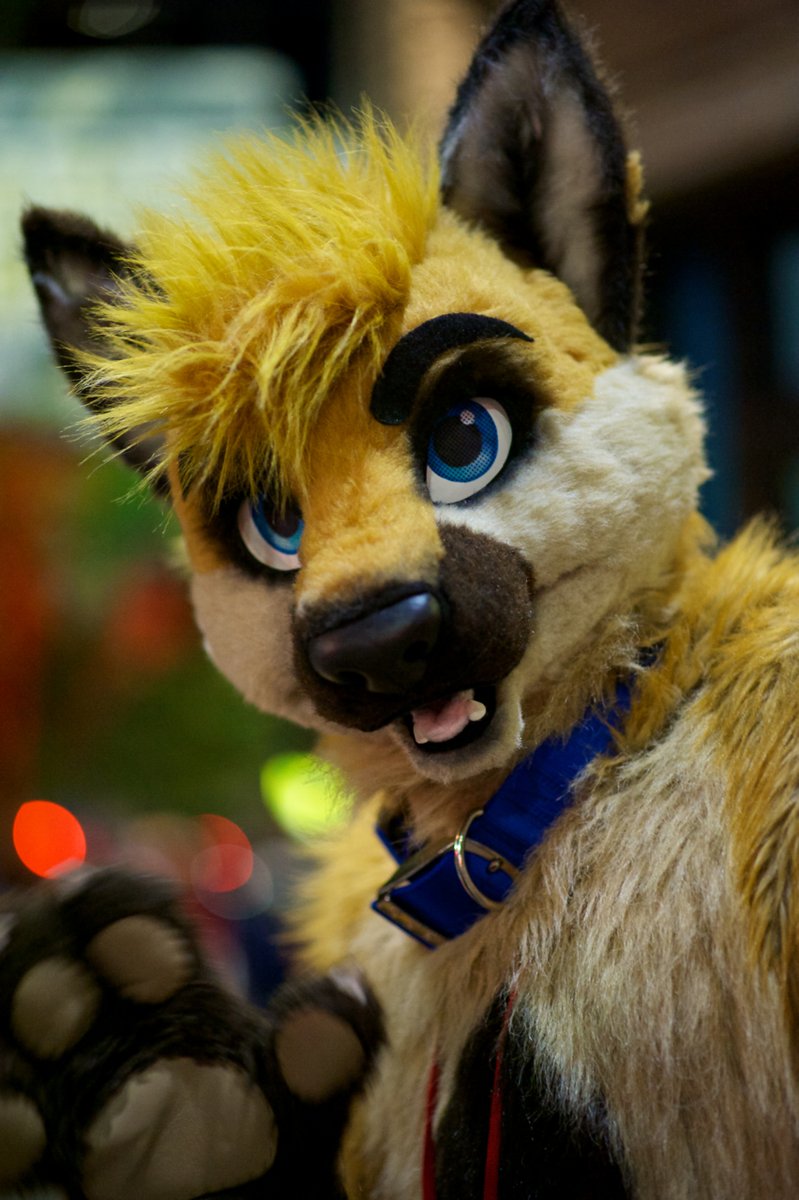 IzzyWolfram's tweet photo. This past decade I got my fursuit of Izzy made by @DontHugCacti. He showed up at my door on March 6th 2013 and I've been having a blast wearing him since! We've been through a lot. Here are some of my favorite photos of him!

Pics by @DoryuuShepherd @TrademarkFox @KryphosDrgn https://t.co/5JAkcj97Qa