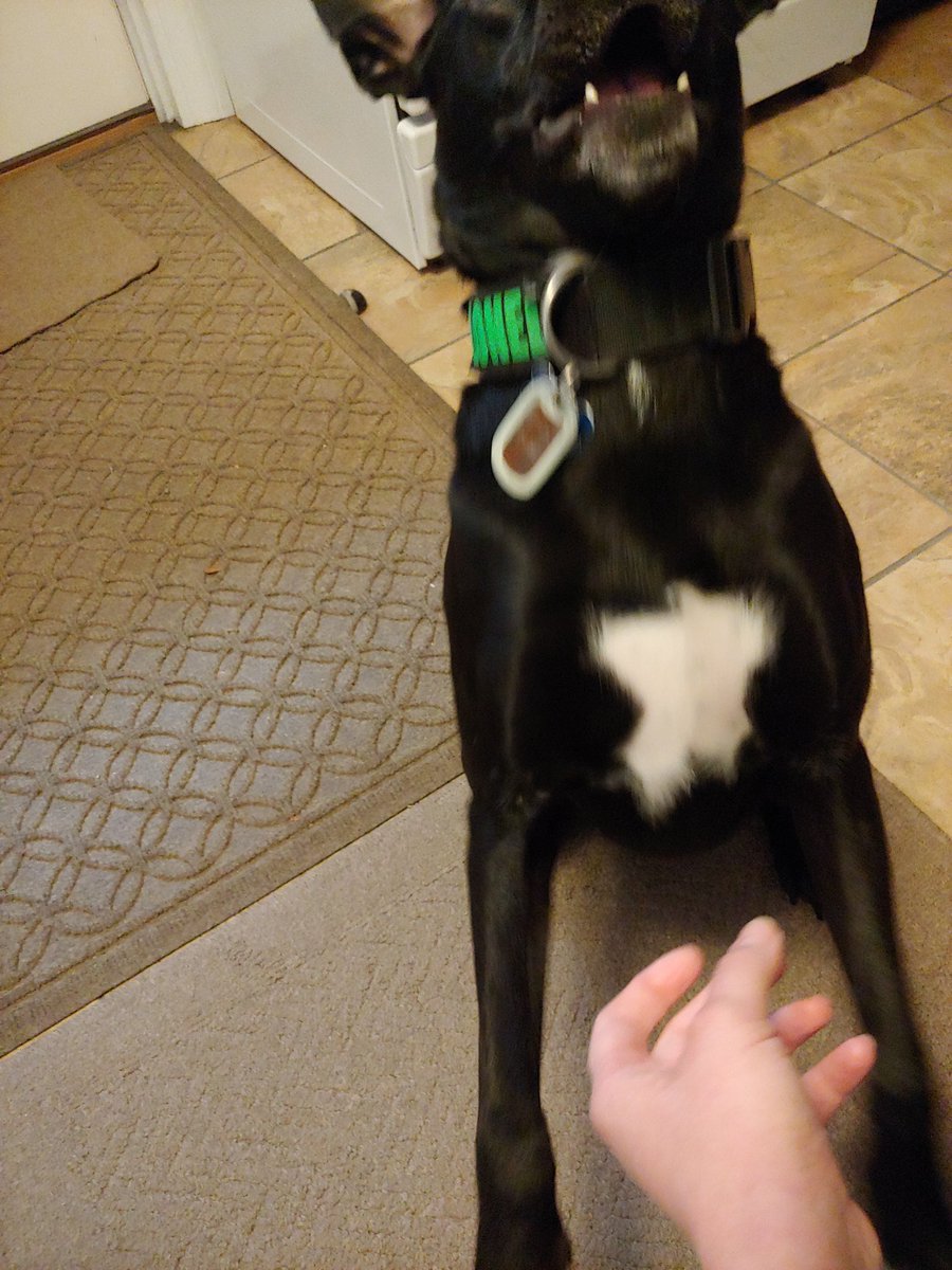 startmyheart's tweet photo. I don't know what my New Year's resolutions for 2020 will be, but I just retroactively resolved to get a dog in 2019. Success!!! https://t.co/PeF8Bo18Ve