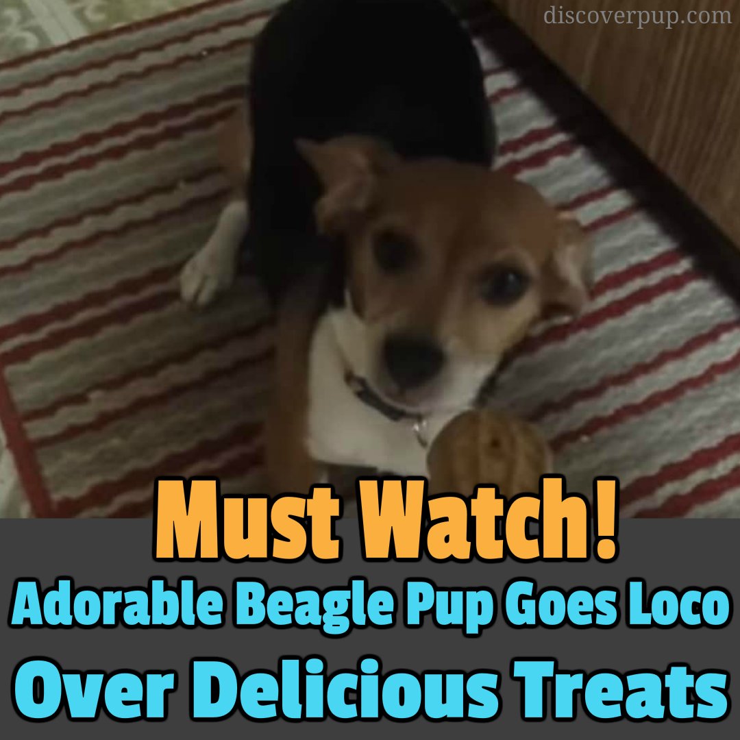 DiscoverPup tweet picture
