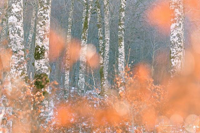 LDS_Nature_Ph's tweet photo. Concludere così / Finishing this way / conclure comme ça

Happy new year! / Buon anno nuovo! / Bonne Année! © Luca De Siena - All rights reserved

#nature #natgeo #paesaggio #winter #colors #leaves #hiver #landscape #woods #bosco #albero #trees #baumen #… https://t.co/Rc3xXzxeyk https://t.co/405eCoRKpW